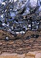 Rhynie Chert polished