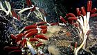 Riftia tube worm colony Galapagos 2011.jpg