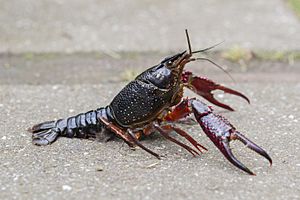 Rode amerikaanse rivierkreeft, Red Swamp Crayfish, Procambarus clarkii 04.jpg