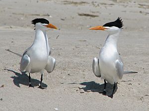Archivo:Royal Tern (Thalasseus maxima) RWD3