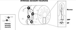 Archivo:SNEnterico Neur-Sens-Intrins