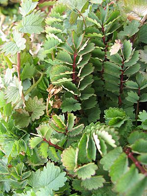 Archivo:Salad burnet leaves in March