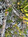 Sebastiania brasiliensis imported from iNaturalist photo 60743255 on 29 March 2020