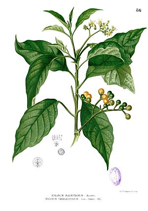 Archivo:Solanum erianthum Blanco1.86