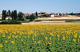 Soria (provincia) 2003 01.jpg