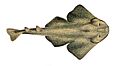 Squatina angelus - Gervais