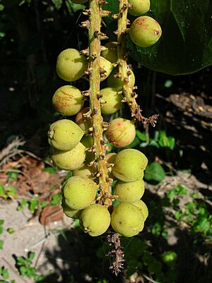 Archivo:Starr 050222-4226 Coccoloba uvifera