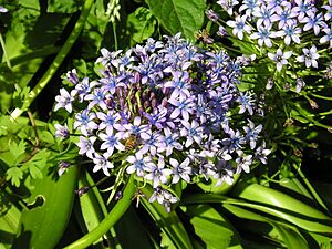 Archivo:Strybing Arboretum - Flower3