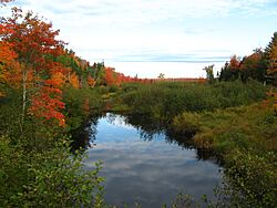 Sunkhaze Meadows National Wildlife Refuge.JPG