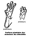 Archivo:Surface plantaire chinchilla