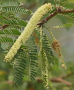 Archivo:Vilaiti Keekar (Prosopis juliflora) W3 IMG 6935