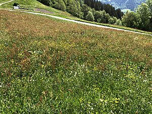 Archivo:Wiese Sauerampfer