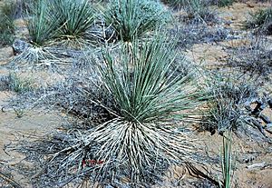 Archivo:Yucca campestris fh 1179.82 TX B