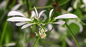 Archivo:(MHNT) Euphorbia graminea - flower - Les Martels, Giroussens Tarn