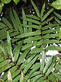 Akania bidwillii leaves