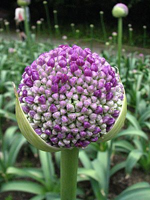 Archivo:Allium Giganteum (1)