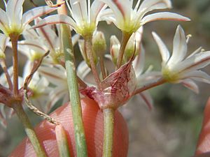 Archivo:Allium nevadense (4749565472)