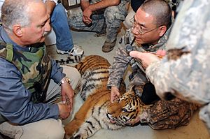 Archivo:Army veterinarians, an ill tiger cub and a zoo in Iraq