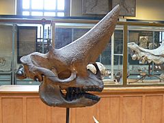 Arsinoitherium zitteli skull side