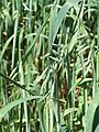 Avena sativa L