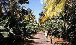 Banana plantation in Sao Domingos.jpg