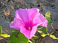 Beach flower (2606960993)
