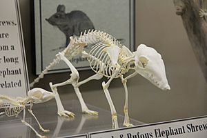 Archivo:Black and Rufous Elephant Shrew skeleton