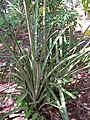 Bromelia karatas2