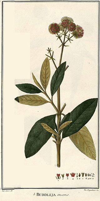 Buddleja incana - Ruiz Lopez, H., Pavon, J., Flora Peruviana, et Chilensis, vol. 1 Plates 1-152 (1798-1802) - 187339 (crop).jpg