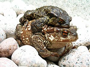 Archivo:Bufo bufo couple during migration(2005)