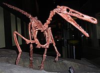Archivo:Buitreraptor skeleton1