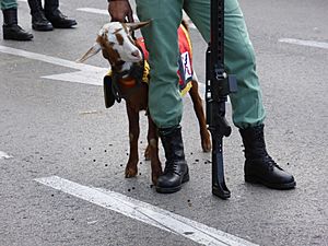 Archivo:Cabra de la Legión Española, mascota del desfile del 12 de octubre de 2015 en Madrid