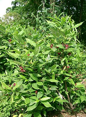 Archivo:Calycanthus floridus 2
