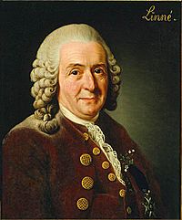 Archivo:Carolus Linnaeus (cleaned up version)