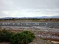 Cisnes colhue
