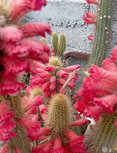 Cleistocactus samaipatanus (Cactaceae)