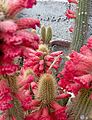 Cleistocactus samaipatanus (Cactaceae)