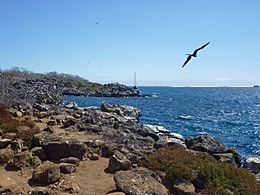 Archivo:Coast of North Seymour Island in the Galapagos with a bird in flight in a blue sky photo by Alvaro Sevilla Design