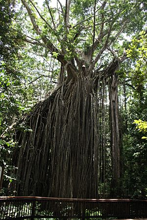 Archivo:Curtain Fig