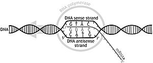 Archivo:DNA transcription