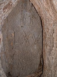 Archivo:Dig tree inscription
