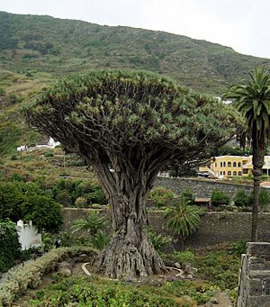 Archivo:Dracaena draco