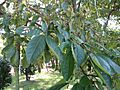 Ehretia acuminata2