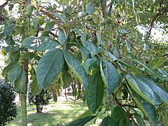 Archivo:Ehretia acuminata2