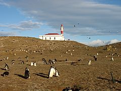 Faro Magdalena y pingüinos de Magallanes