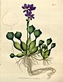 Flickr - BioDivLibrary - n4 w1150
