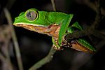 Flickr - ggallice - Monkey treefrog.jpg