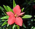 Flor de Holguín