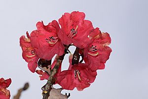 Archivo:Flower of Rhododendron