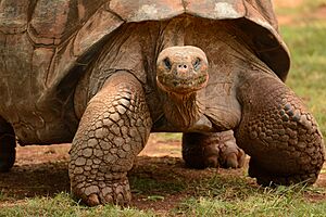 Archivo:Galapagos Tortoise (9162996723)